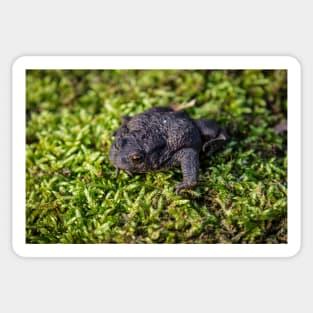 Common Toad - Margam 2012 Sticker